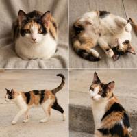 Gatita en adopción