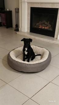 Beba 3 meses en adopción