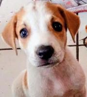Cheto busca familia