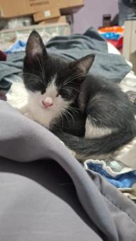 Adopta a Felix