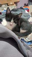 Adopta a Felix