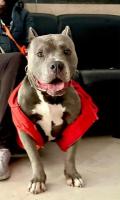 Adopción para Pit Bull