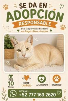 Adopta a Michi
