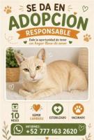 Adopta a Michi