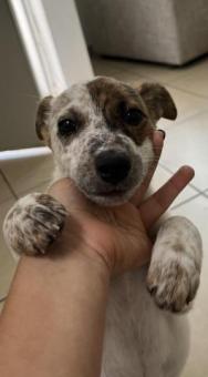 Perrita en adopción URGENTE