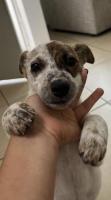 Perrita en adopción URGENTE