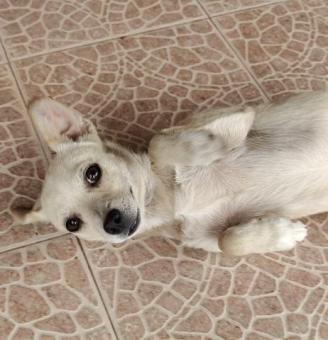 Perrita Pequeña Mestiza en Adopción Responsable. CDMX