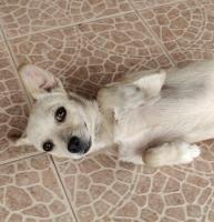 Perrita Pequeña Mestiza en Adopción Responsable. CDMX
