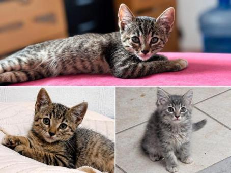 Adopta a los ñeñitos.