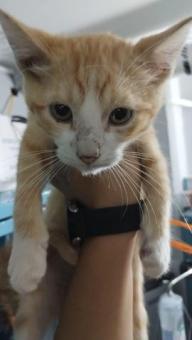 Bebés en adopción responsable