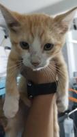 Bebés en adopción responsable