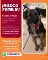 Soy Popis y busco familia