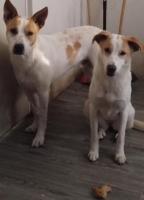 Perritos Hermanos en Adopción