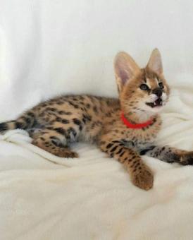 Adorables gatitos serval disponibles