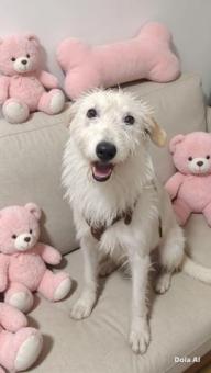 Bianca en adopción