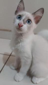 gatitos de 3 meses
