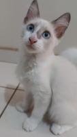 gatitos de 3 meses