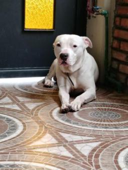 Perrito Macho en adopcion