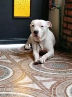 Perrito Macho en adopcion