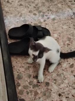 EN ADOPCION 2 GATITOS Y UNA GATA EN 3RA ETAPA DE GESTACION