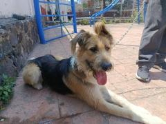 Se da en adopción bonito perro