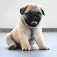 Pug mix hembra