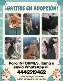 Hermosos Gatitos en adopción