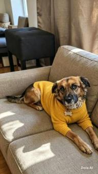 Roko de año y medio en adopción