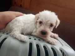 Cachorrito cruza de maltés con cocker