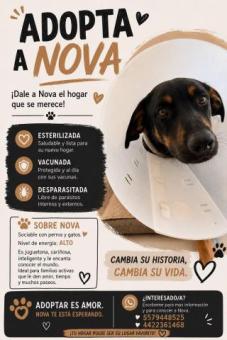 ADOPTA A NOVA - CRUZA DE DOBERMAN