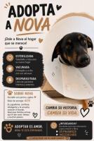 ADOPTA A NOVA - CRUZA DE DOBERMAN