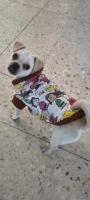 Mix pug hembra adopta a Buba