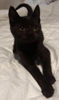 Panterita en adopción