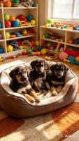 Cachorros en adopción responsable