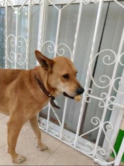 Perro en adopción