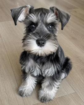 Adopción  de perrita  Schnauzer