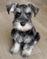 Adopción  de perrita  Schnauzer