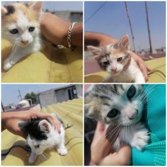 Gatos en adopción
