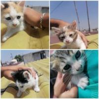 Gatos en adopción