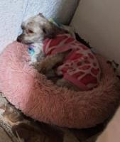 Hermosa perrita talla chica busca hogar 