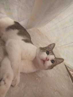 En adopción