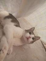 En adopción