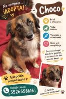 Hermosos peludos en adopción responsable