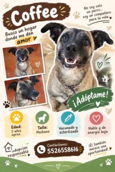 Perritos en Adopción Responsable CTM Culhuacan
