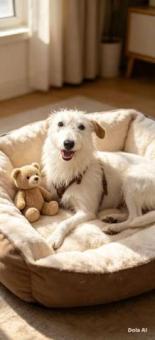 Coco en adopción responsable