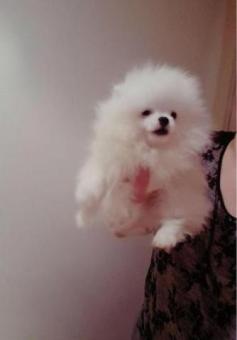 Cachorros de Pomerania (1 hembra y 1 macho)