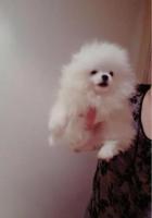 Cachorros de Pomerania (1 hembra y 1 macho)