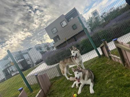 PERRITOS HUSKY, BUSCAN HOGAR , PARA  HACER COMPAÑIA