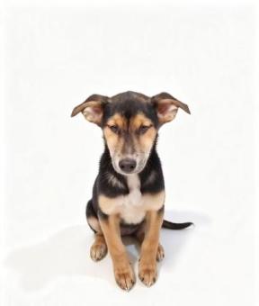 Lunita en adopción 3 meses y medio