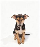 Lunita en adopción 3 meses y medio